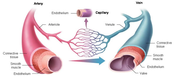 21 Arteries to Veins 2